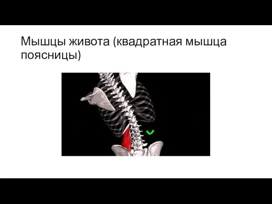 Мышцы живота (квадратная мышца поясницы)