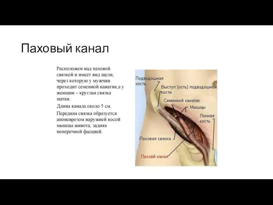 Паховый канал