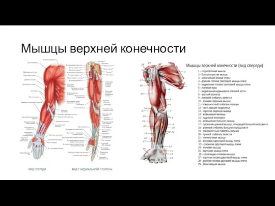 Мышцы верхней конечности