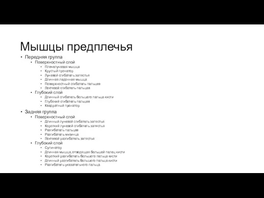 Мышцы предплечья Передняя группа Поверхностный слой Плечелучевая мышца Круглый пронатор Лучевой