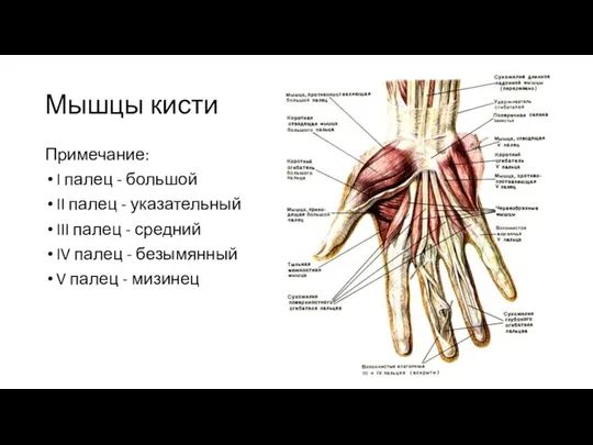 Мышцы кисти Примечание: I палец - большой II палец - указательный