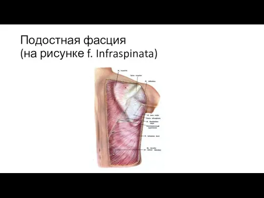 Подостная фасция (на рисунке f. Infraspinata)