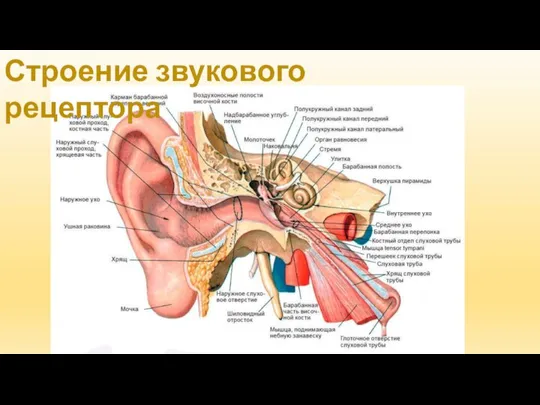 Строение звукового рецептора