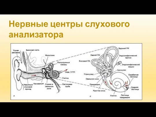 Нервные центры слухового анализатора