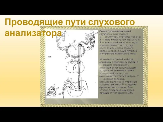 Проводящие пути слухового анализатора