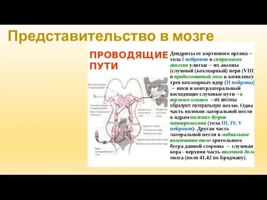 Представительство в мозге