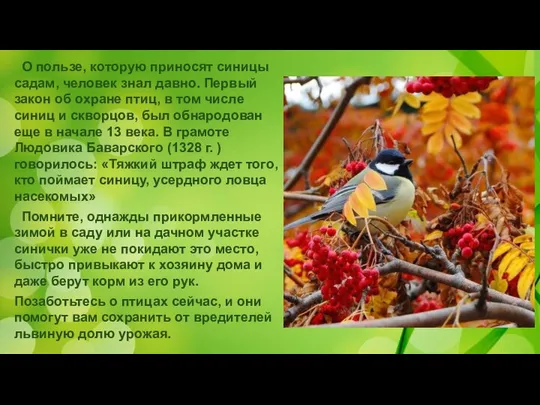 О пользе, которую приносят синицы садам, человек знал давно. Первый закон