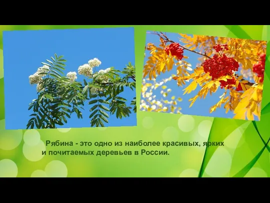 Рябина - это одно из наиболее красивых, ярких и почитаемых деревьев в России.