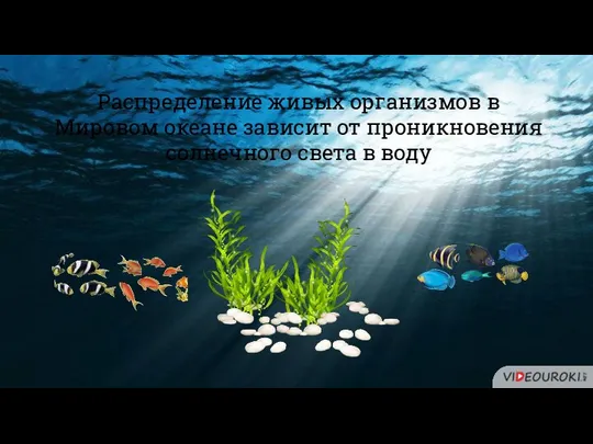 Распределение живых организмов в Мировом океане зависит от проникновения солнечного света в воду