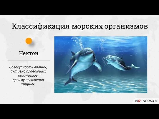 Классификация морских организмов Нектон Совокупность водных, активно плавающих организмов, преимущественно хищных.