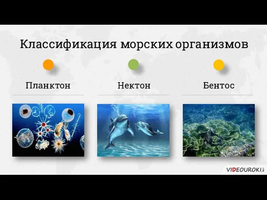 Классификация морских организмов Планктон Бентос Нектон