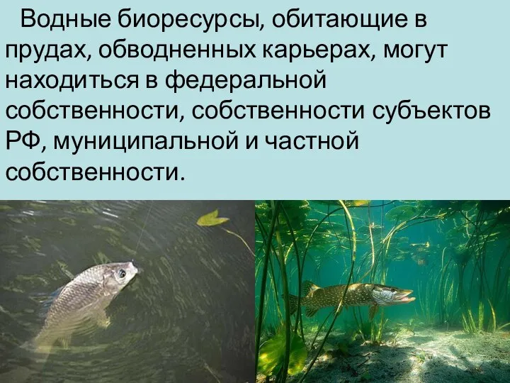 Водные биоресурсы, обитающие в прудах, обводненных карьерах, могут находиться в федеральной