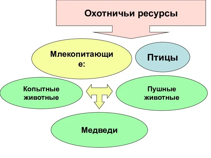 Млекопитающие: Копытные животные Медведи Пушные животные Птицы Охотничьи ресурсы