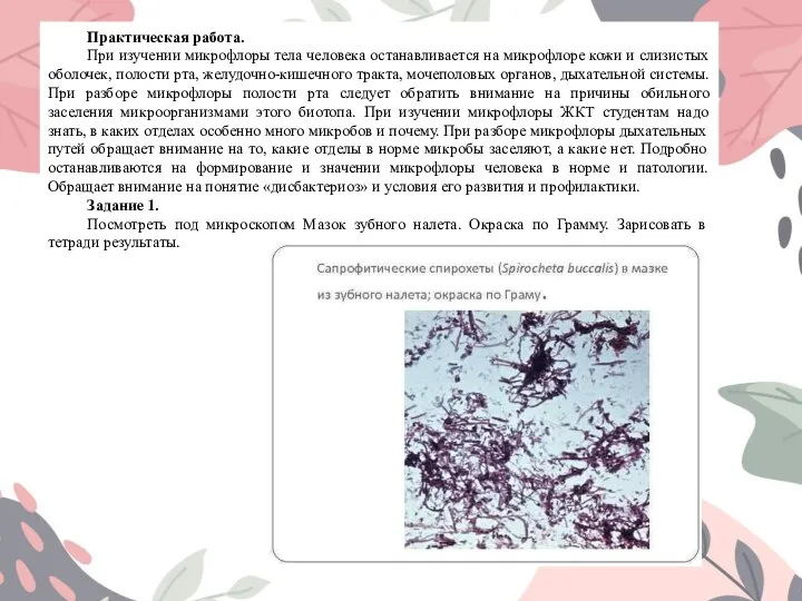 Практическая работа. При изучении микрофлоры тела человека останавливается на микрофлоре кожи