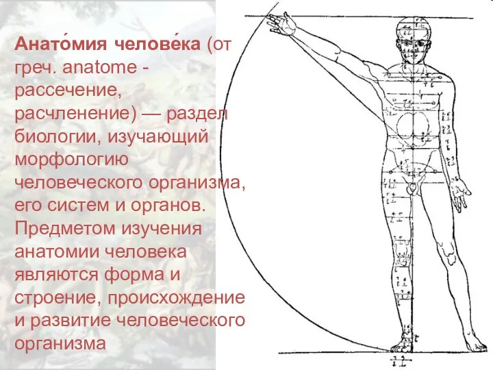 Анато́мия челове́ка (от греч. anatome - рассечение, расчленение) — раздел биологии,