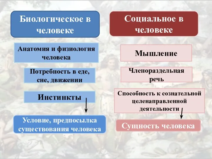 Биологическое в человеке Социальное в человеке Анатомия и физиология человека Потребность