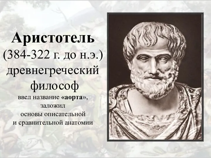 Аристотель (384-322 г. до н.э.) древнегреческий философ ввел название «аорта», заложил основы описательной и сравнительной анатомии