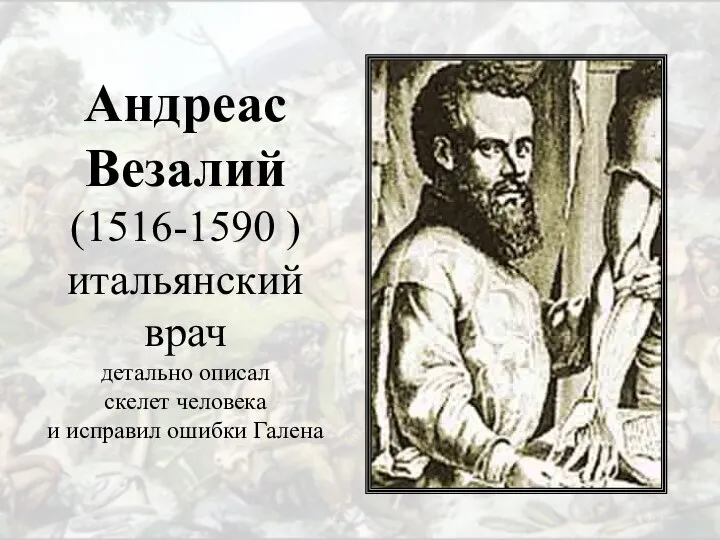 Андреас Везалий (1516-1590 ) итальянский врач детально описал скелет человека и исправил ошибки Галена