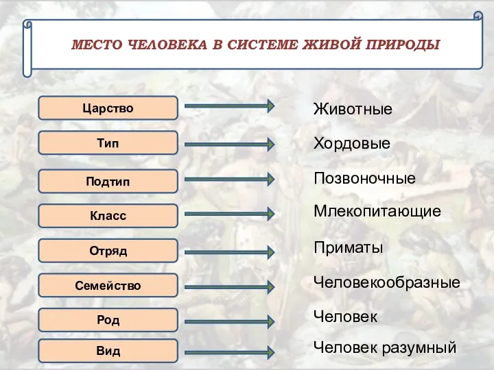 МЕСТО ЧЕЛОВЕКА В СИСТЕМЕ ЖИВОЙ ПРИРОДЫ Царство Тип Подтип Класс Отряд