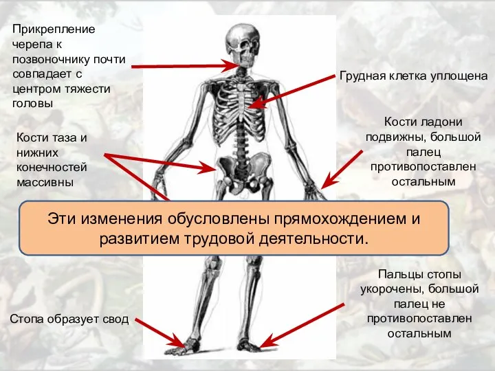 Прикрепление черепа к позвоночнику почти совпадает с центром тяжести головы Грудная