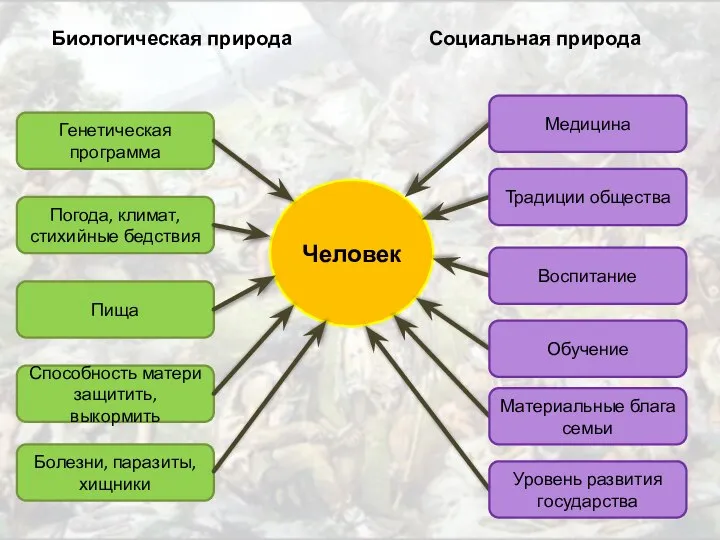 Человек Генетическая программа Биологическая природа Социальная природа Погода, климат, стихийные бедствия