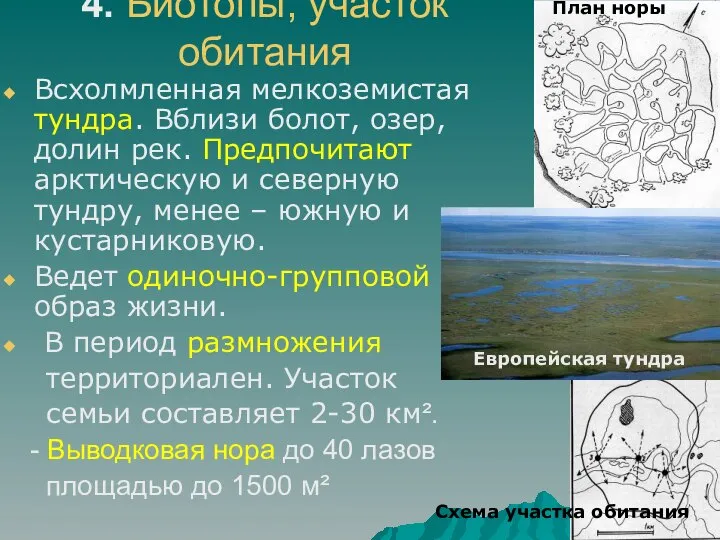 4. Биотопы, участок обитания Всхолмленная мелкоземистая тундра. Вблизи болот, озер, долин