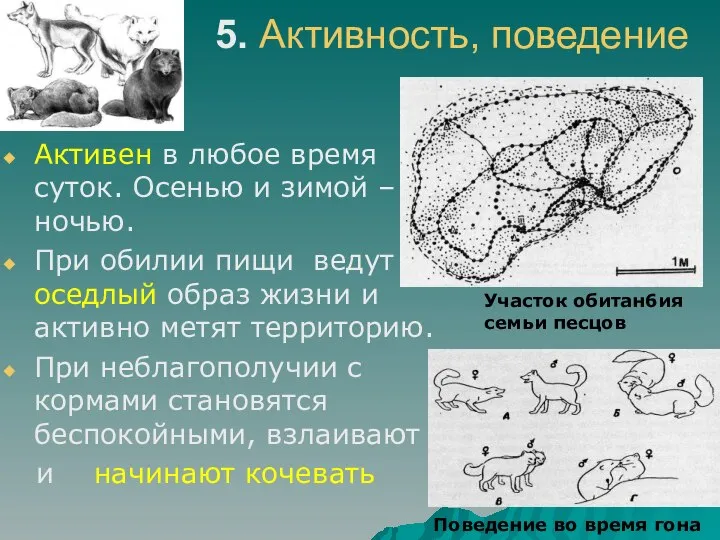 5. Активность, поведение Активен в любое время суток. Осенью и зимой