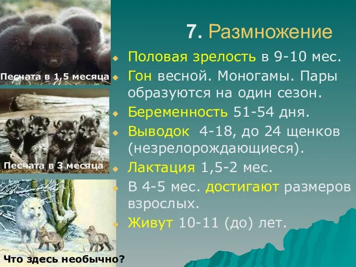 7. Размножение Половая зрелость в 9-10 мес. Гон весной. Моногамы. Пары