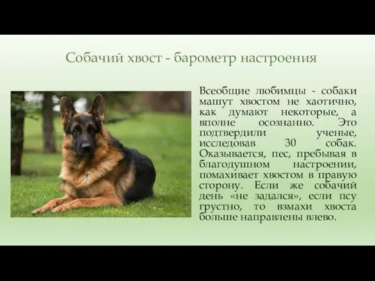 Собачий хвост - барометр настроения Всеобщие любимцы - собаки машут хвостом