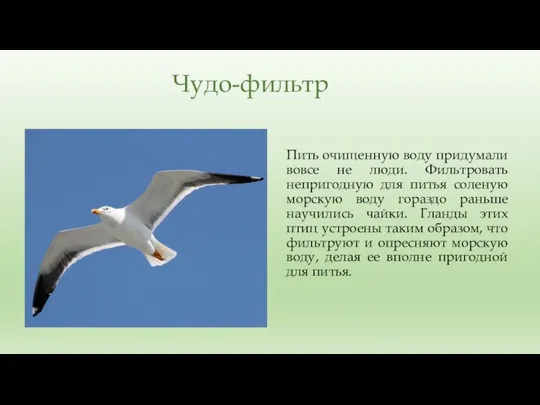 Чудо-фильтр Пить очищенную воду придумали вовсе не люди. Фильтровать непригодную для