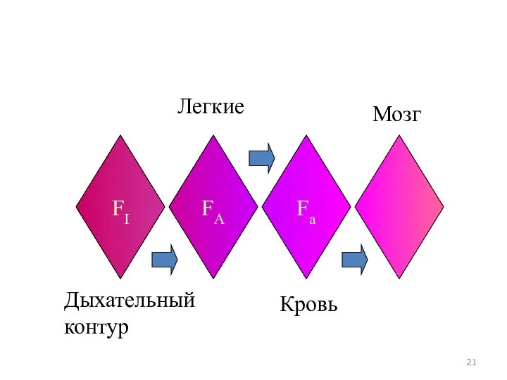 FI FA Fa Дыхательный контур Легкие Кровь Мозг