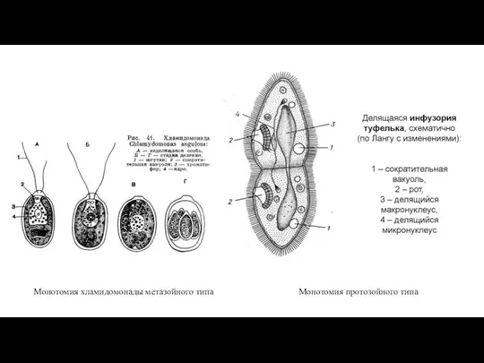 Монотомия хламидомонады метазойного типа Монотомия протозойного типа