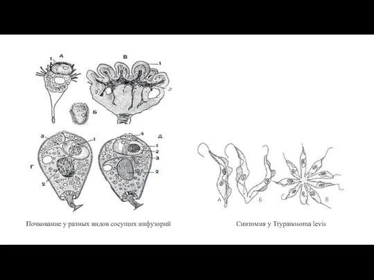 Почкование у разных видов сосущих инфузорий Синтомия у Trypanosoma levis