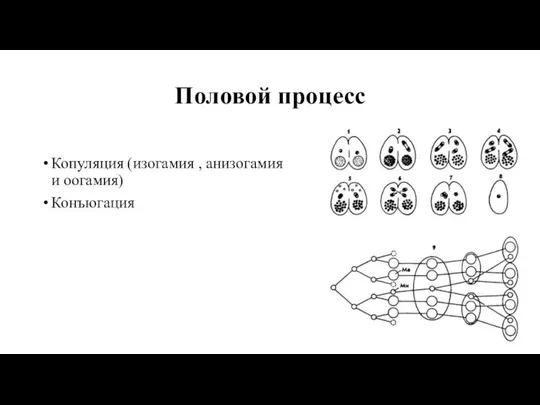 Половой процесс Копуляция (изогамия , анизогамия и оогамия) Конъюгация