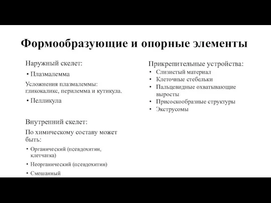 Формообразующие и опорные элементы Наружный скелет: Плазмалемма Усложнения плазмалеммы: гликокаликс, перилемма