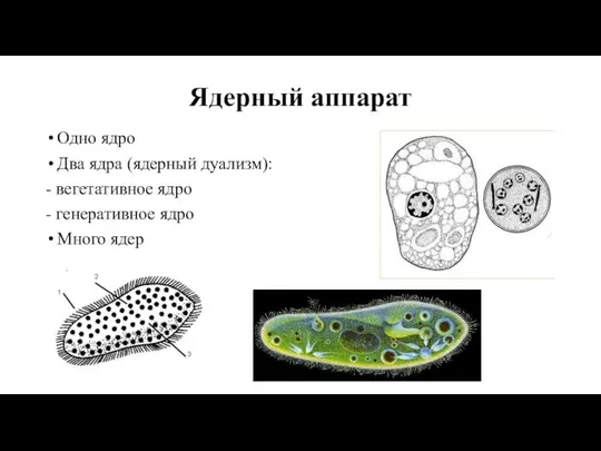 Ядерный аппарат Одно ядро Два ядра (ядерный дуализм): - вегетативное ядро - генеративное ядро Много ядер