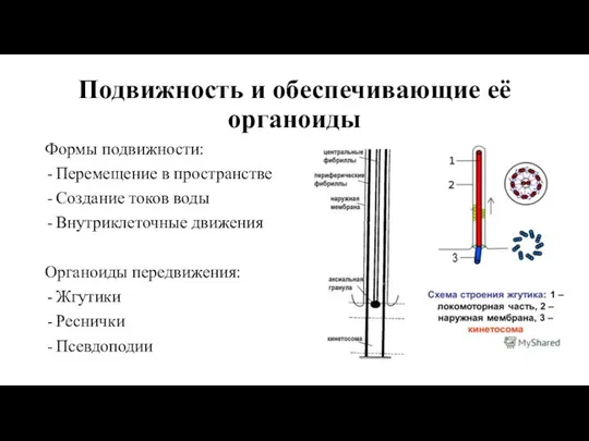 Подвижность и обеспечивающие её органоиды Формы подвижности: Перемещение в пространстве Создание