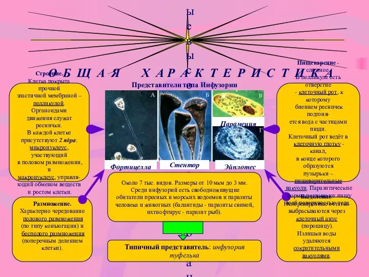 ТИП ИНФУЗОРИИ (РЕСНИЧНЫЕ) - самые высокоорганизованные Простейшие О Б Щ А