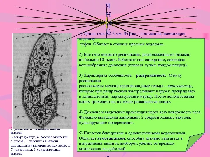 ТИП ИНФУЗОРИИ (РЕСНИЧНЫЕ) - Инфузория туфелька 1) Длина тела 0,2-3 мм.
