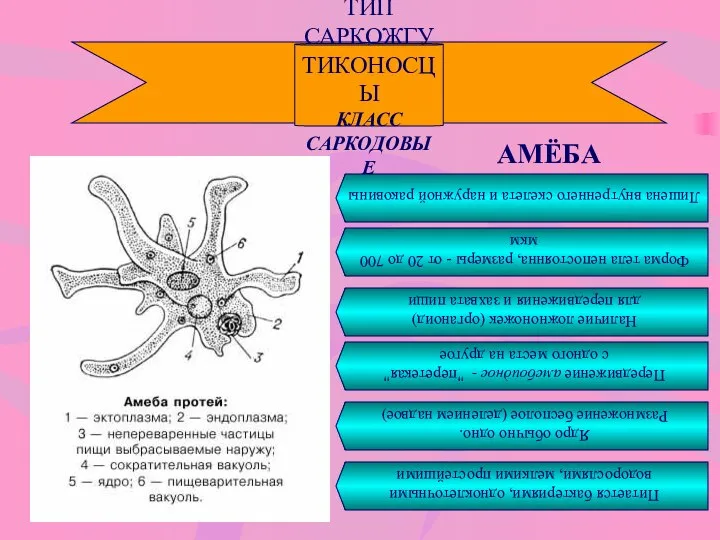 ТИП САРКОЖГУТИКОНОСЦЫ КЛАСС САРКОДОВЫЕ АМЁБА Лишена внутреннего скелета и наружной раковины
