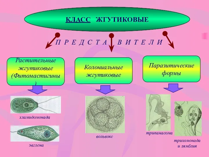 КЛАСС ЖГУТИКОВЫЕ Растительные жгутиковые (Фитомастигины) П Р Е Д С Т