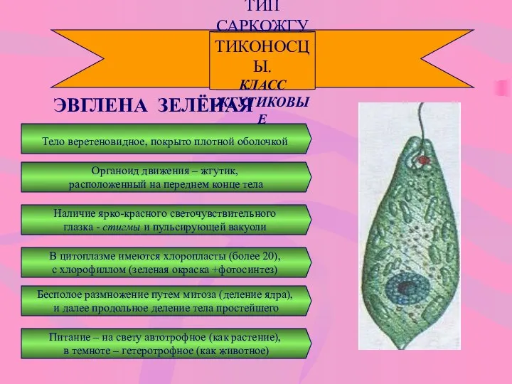 ТИП САРКОЖГУТИКОНОСЦЫ. КЛАСС ЖГУТИКОВЫЕ ЭВГЛЕНА ЗЕЛЁНАЯ Тело веретеновидное, покрыто плотной оболочкой