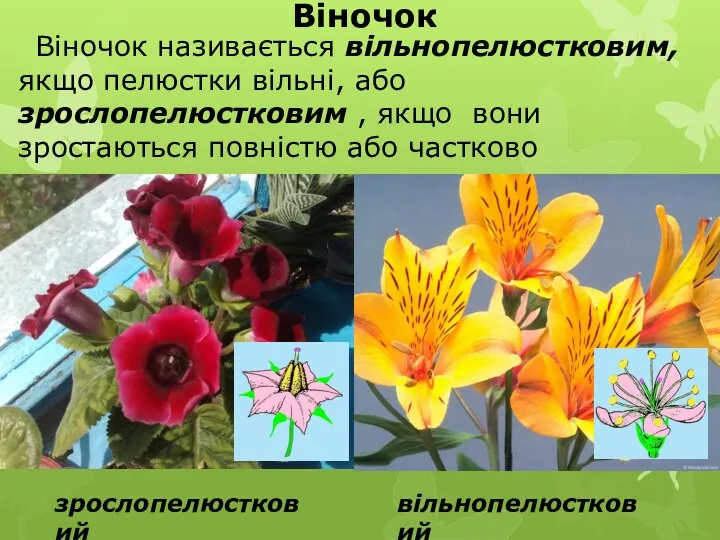 Віночок називається вільнопелюстковим, якщо пелюстки вільні, або зрослопелюстковим , якщо вони