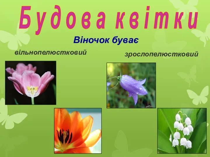 Б у д о в а к в і т к и Віночок буває вільнопелюстковий зрослопелюстковий