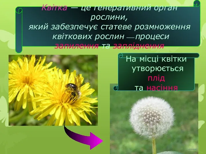 Квітка ― це генеративний орган рослини, який забезпечує статеве розмноження квіткових