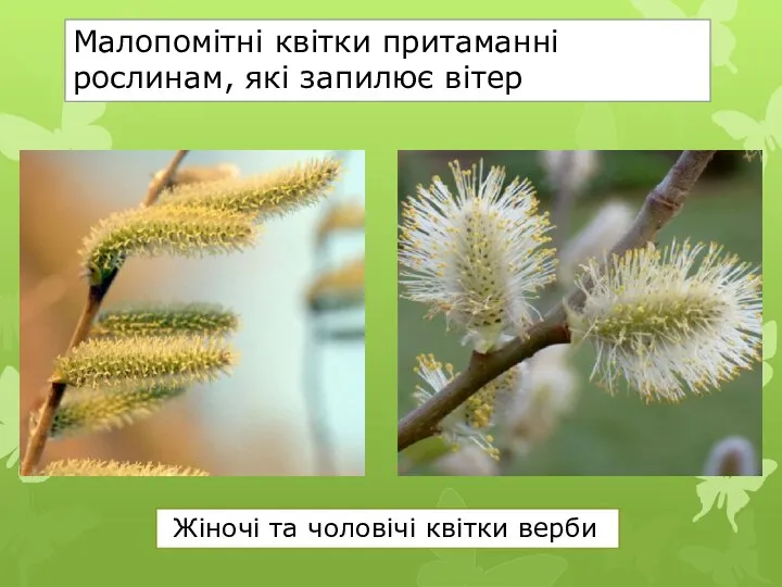 Малопомітні квітки притаманні рослинам, які запилює вітер Жіночі та чоловічі квітки верби