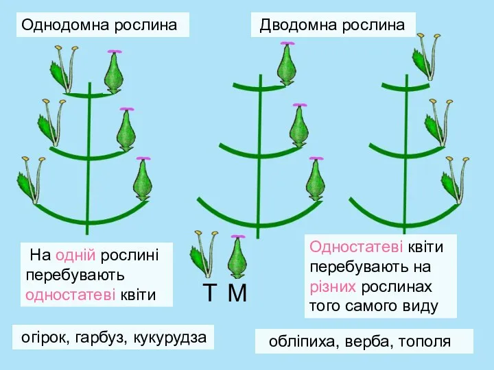 Однодомна рослина Дводомна рослина На одній рослині перебувають одностатеві квіти огірок,