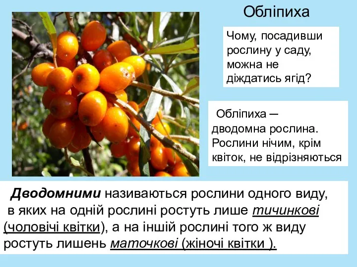 Обліпиха Чому, посадивши рослину у саду, можна не діждатись ягід? Обліпиха