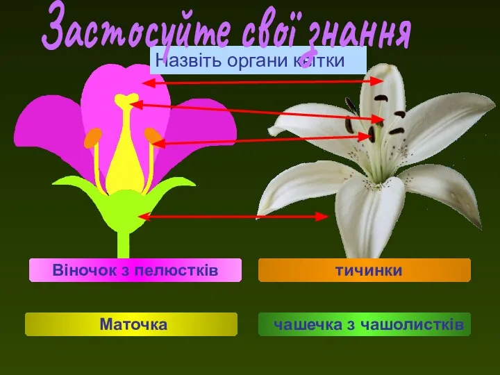 Назвіть органи квітки Віночок з пелюстків Маточка тичинки чашечка з чашолистків Застосуйте свої знання