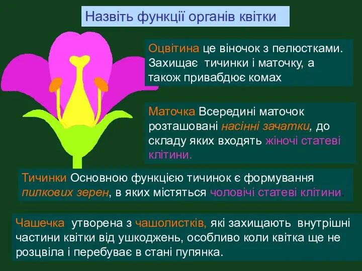 Оцвітина це віночок з пелюстками. Захищає тичинки і маточку, а також